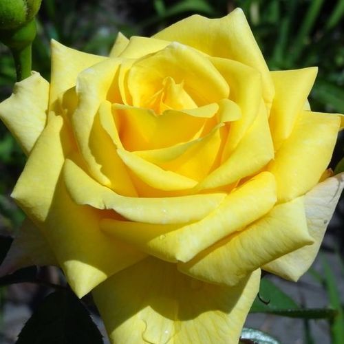 Vendita, rose rose floribunde - giallo - Rosa Arthur Bell - rosa intensamente profumata - Samuel Darragh McGredy IV. - ,-